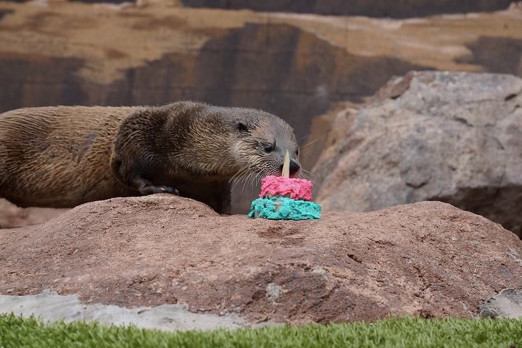 A Bearizona birthday